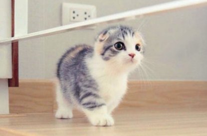小猫几个月会被母猫赶走？