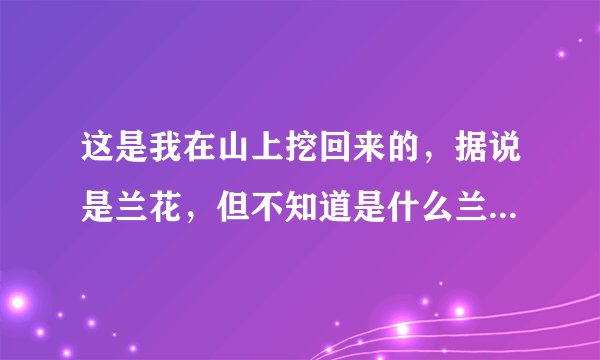 这是我在山上挖回来的，据说是兰花，但不知道是什么兰花品种？请问不开花的前提下怎么鉴别？