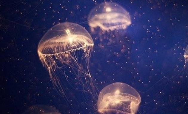 水母有毒吗？