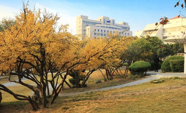 从远到近写景作文100字。