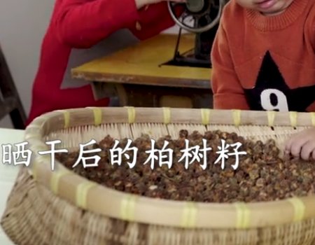 柏树果怎么做枕头