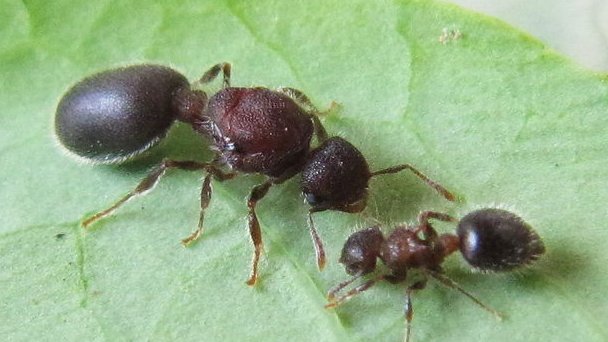 蚂蚁有哪些品种？