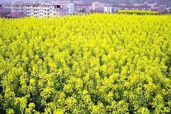 汉中油菜花在哪个县？