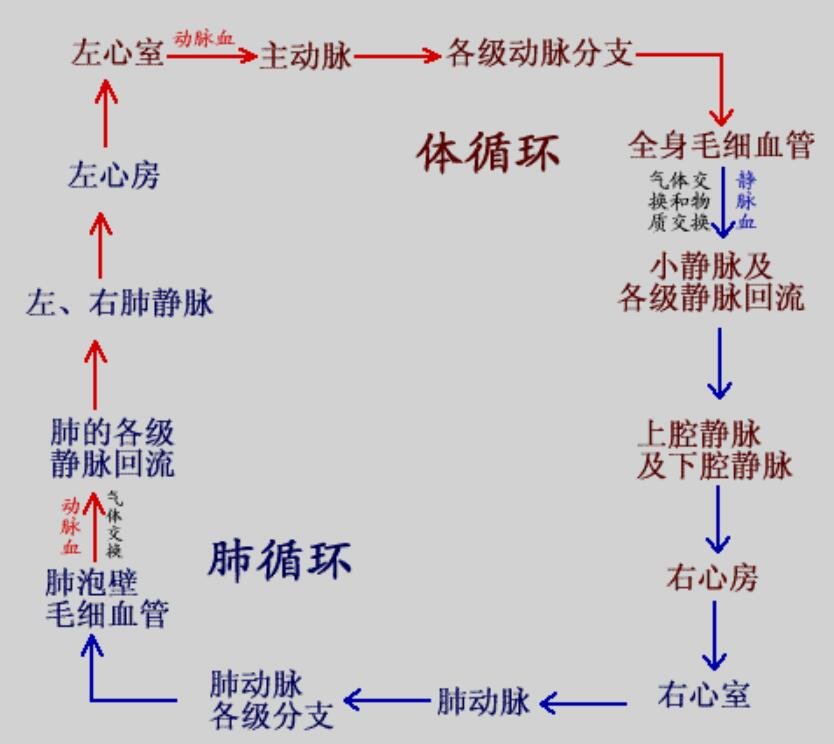 体循环是什么意思？