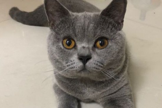现在很多人都分不清楚英短猫和蓝猫,觉得它们很相似,那它们区别在哪里?