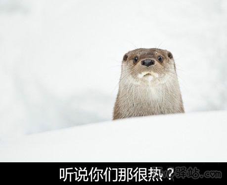 强悍傻妃的作者信息