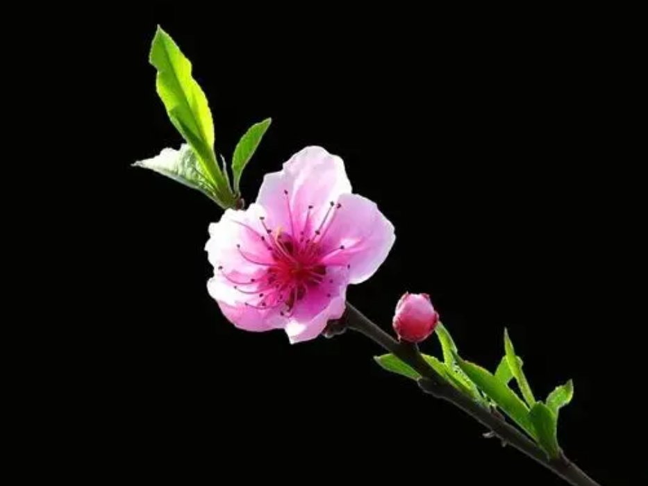 十二生肖代表花名
