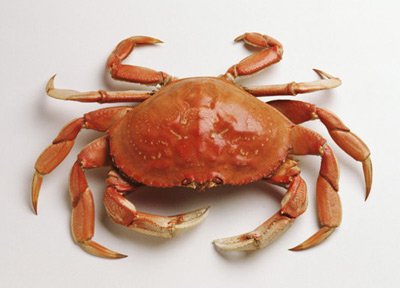 什么动物8条腿
