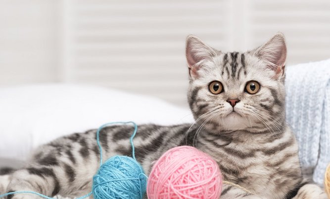 猫进屋十大预兆