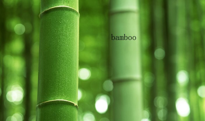 bamboo有复数吗