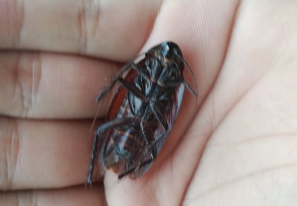 蟑螂被踩死后多久孵化出小蟑螂?