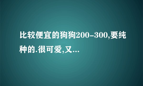 比较便宜的狗狗200-300,要纯种的.很可爱,又好打理的.