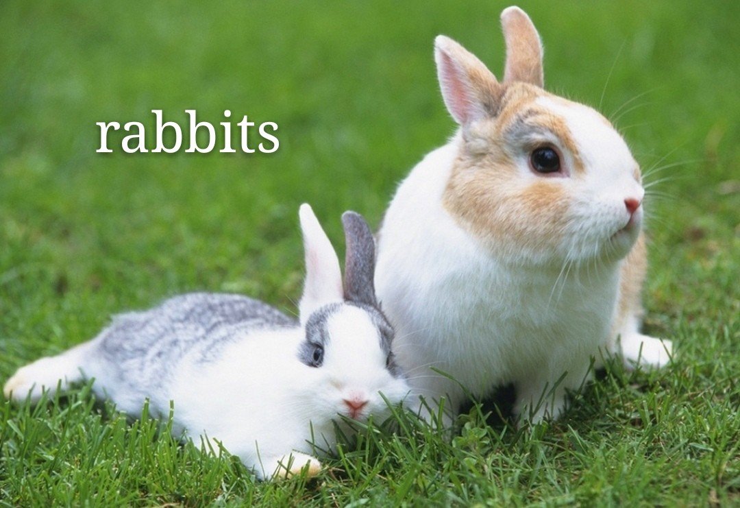 rabbits怎么读