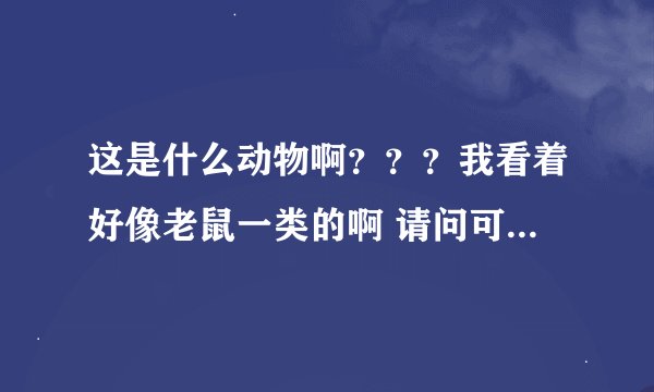 这是什么动物啊???我看着好像老鼠一类的啊 请问可以当宠物养吗??? 那里有卖的?价格大概是多少??