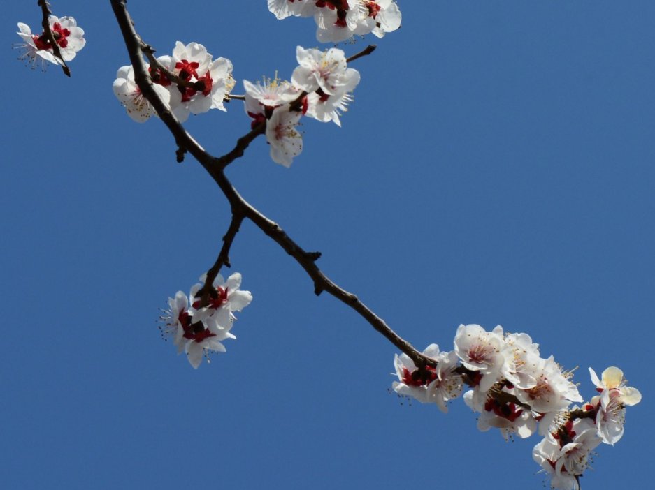十二生肖代表花名