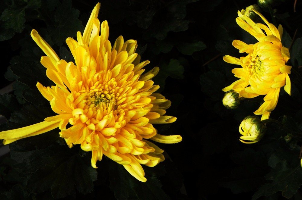 李清照的词“人比黄花瘦”中的黄花是什么花