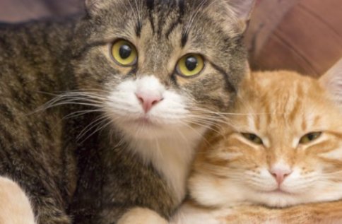 猫咪打疫苗大概需要多少钱