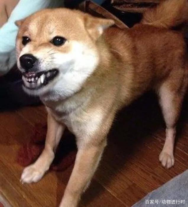 为什么养柴犬的人这么少?