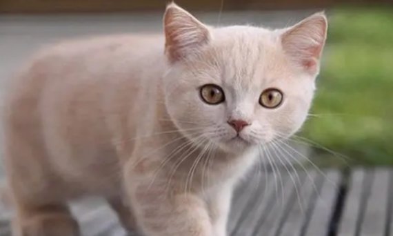 猫进屋十大预兆