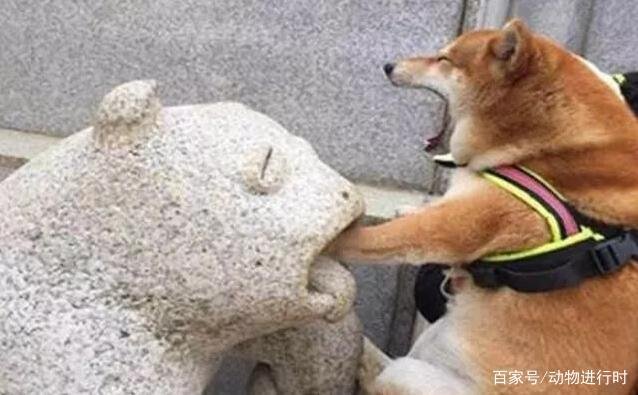 为什么养柴犬的人这么少?