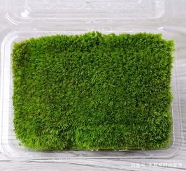 农村很常见的青苔可以食用吗?青苔有哪些功效?