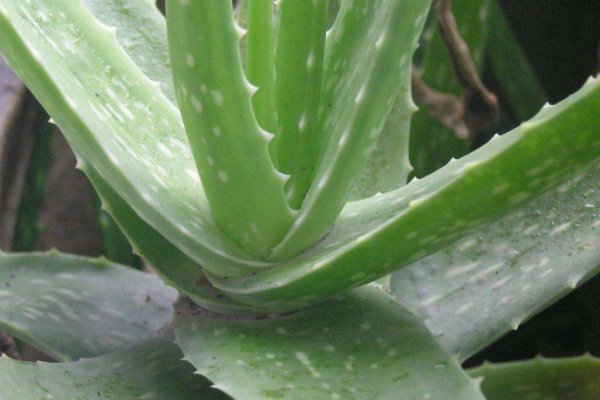 植物，字拼音怎么拼？