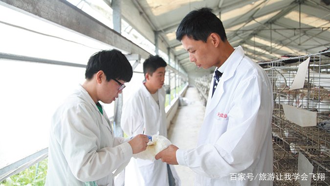 养一千对肉鸽一般情况下,一年能挣多少钱?