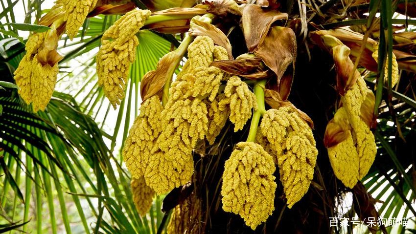 棕树花确实是一种可以吃的菜，但你知道它的做法吗？