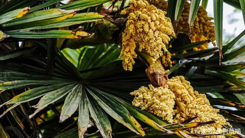 棕树花确实是一种可以吃的菜,但你知道它的做法吗?
