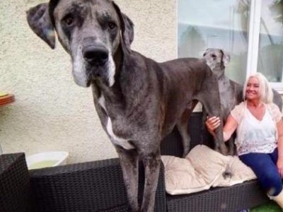 巨型犬体型排名是怎样的?哪种犬长得最大?