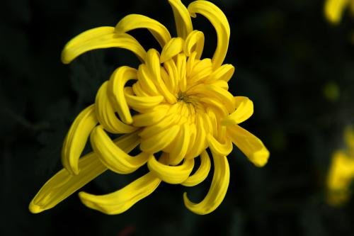 李清照的词“人比黄花瘦”中的黄花是什么花