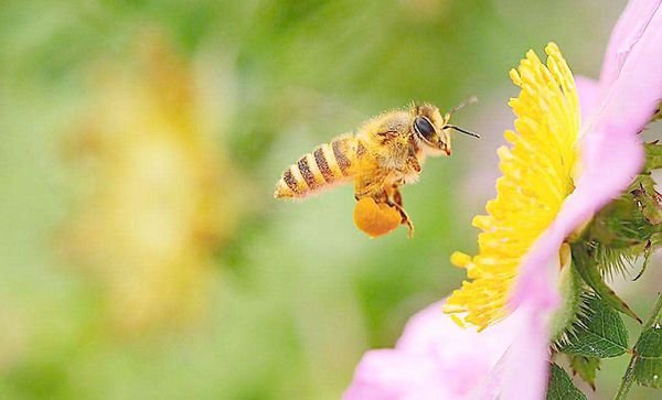 形容”蜜蜂采蜜勤劳“的诗句有哪些？