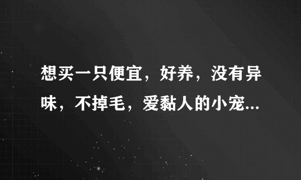 想买一只便宜，好养，没有异味，不掉毛，爱黏人的小宠物，什么适合呢？