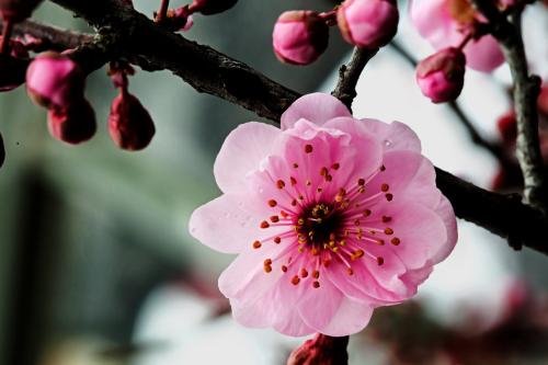 怎样用花来形容一个女人的面容?