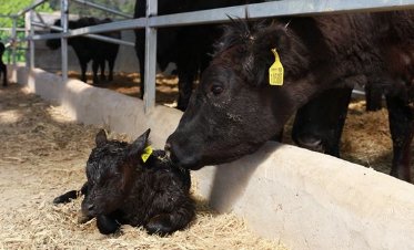 小牛刚出生就喘怎么回事?新生牛犊喘气喘得厉害怎么治?
