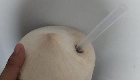 开椰器怎么开椰子