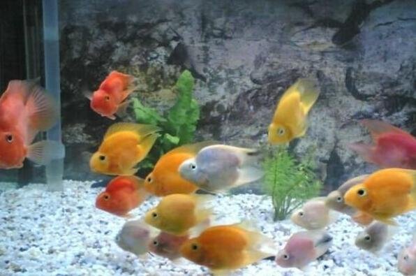 鹦鹉鱼喂什么食物好?