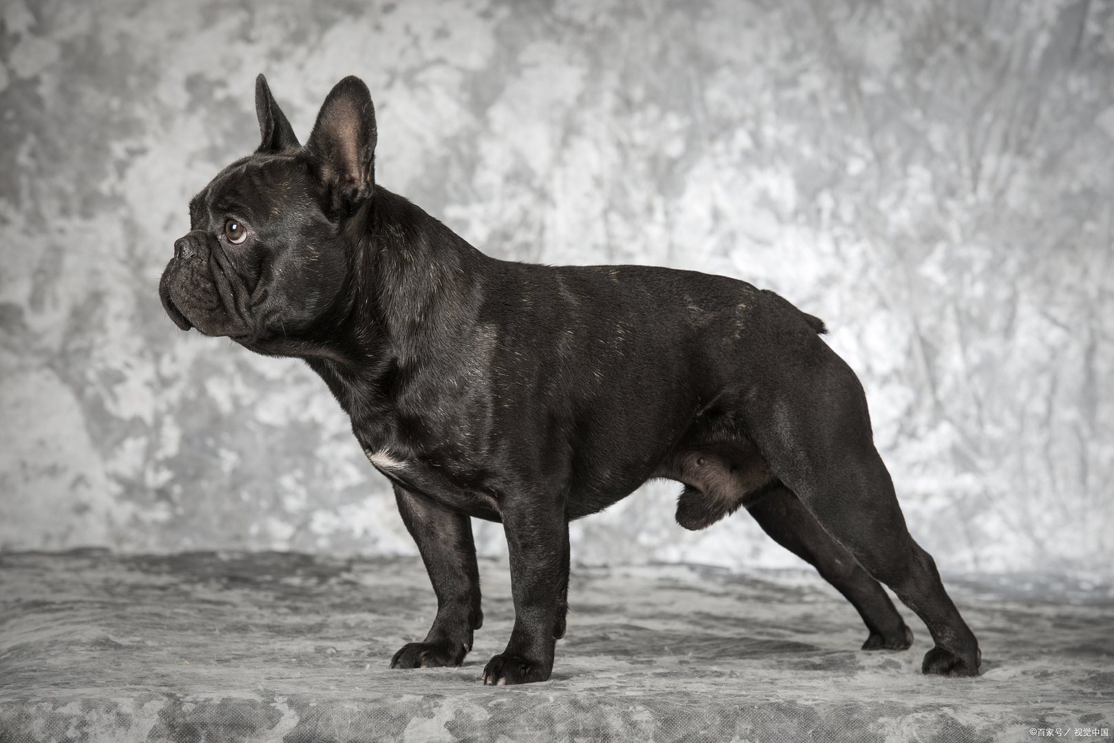 法国斗牛犬是很受欢迎的小型犬种，小法斗多少钱一只？