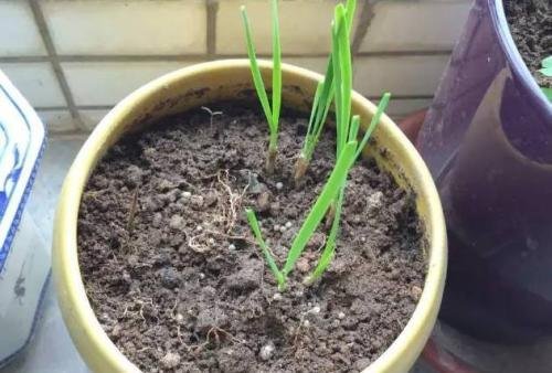 草木灰适合什么花？