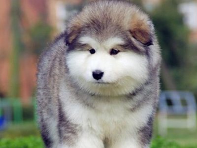 巨型犬体型排名是怎样的?哪种犬长得最大?