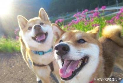 为什么养柴犬的人这么少？