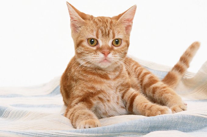 生完小猫隔一天又生了,母猫会不会有危险