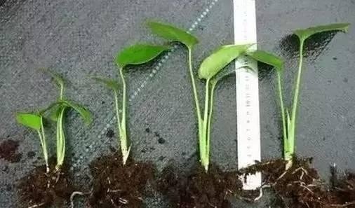 移栽的植物泡生根粉太久了会死吗?