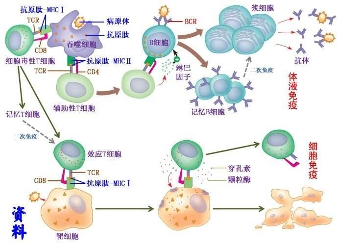 免疫活性物质是什么？