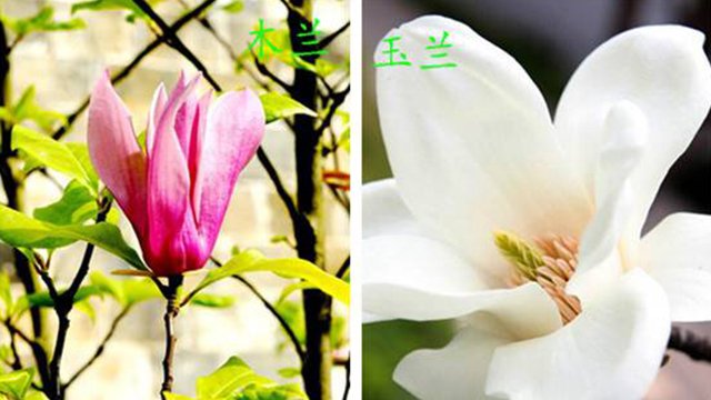 玉兰花跟木兰花的区别？
