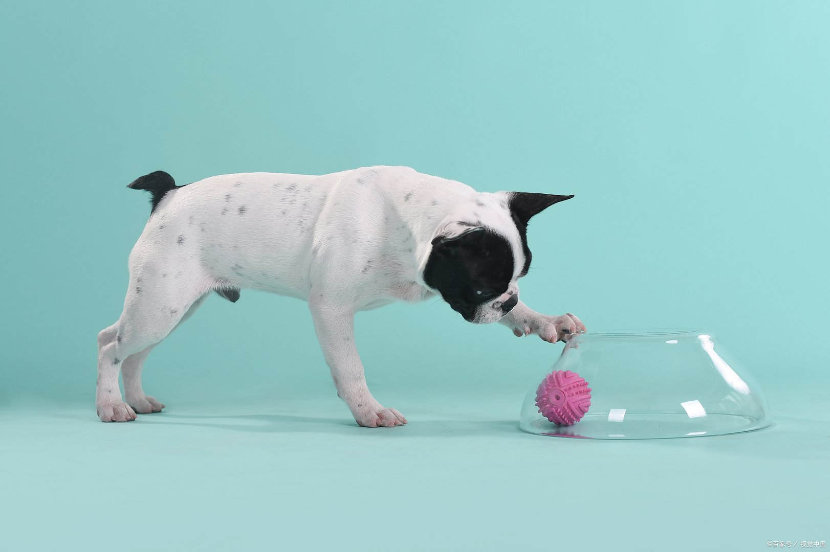 法国斗牛犬是很受欢迎的小型犬种，小法斗多少钱一只？