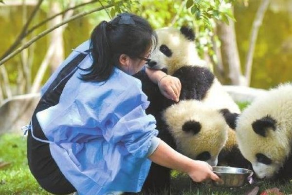 大熊猫是我国国宝,想照顾它需要什么学历和条件?