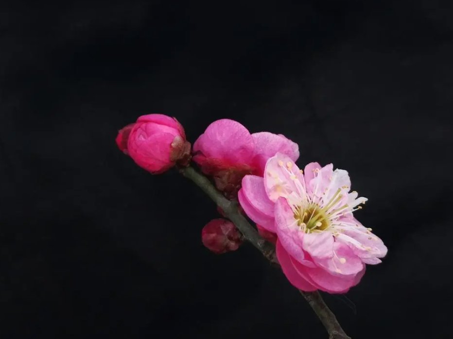 十二生肖代表花名