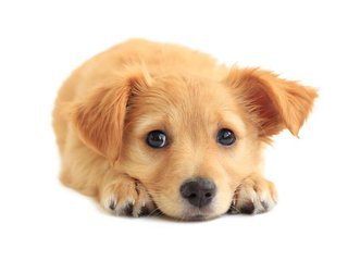狗狗喉咙里赫赫的声音