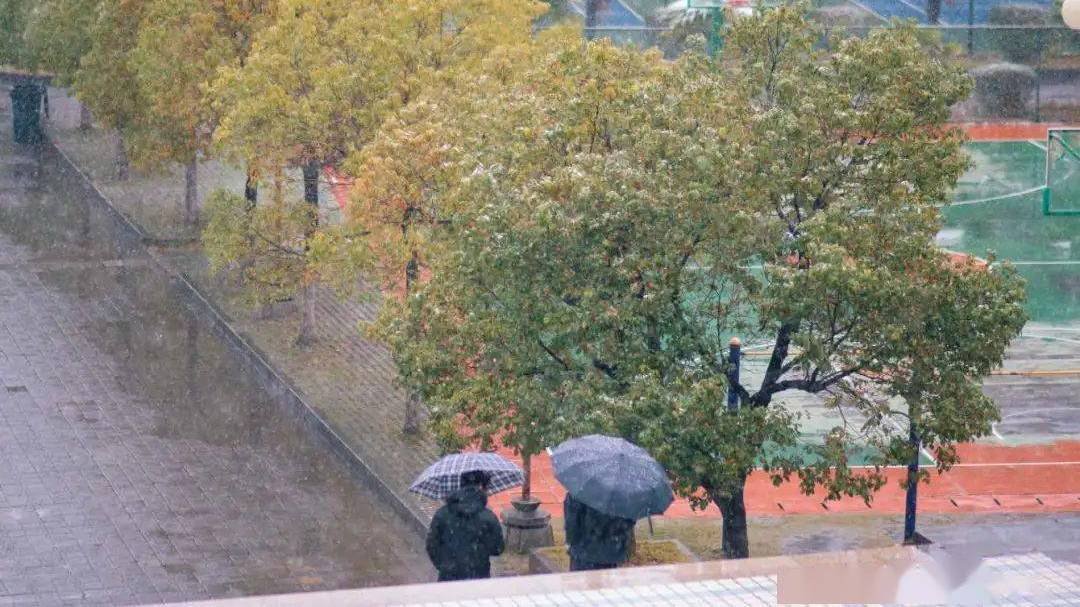 何时看南雪,我与梅花两白头的全诗